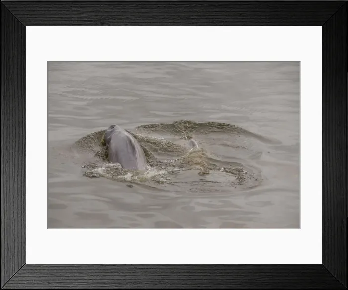 Framed Print : DDE-90038310 Framed Print : DDE-90038310