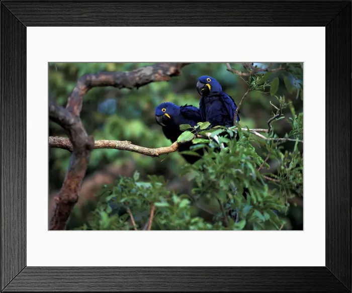 Framed Print : DDE-90038429 Framed Print : DDE-90038429