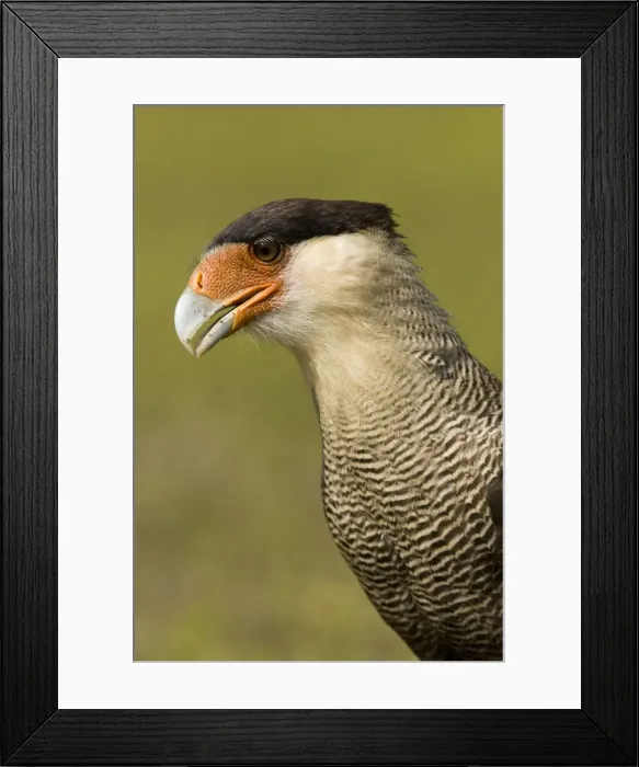 Framed Print : DDE-90038430 Framed Print : DDE-90038430