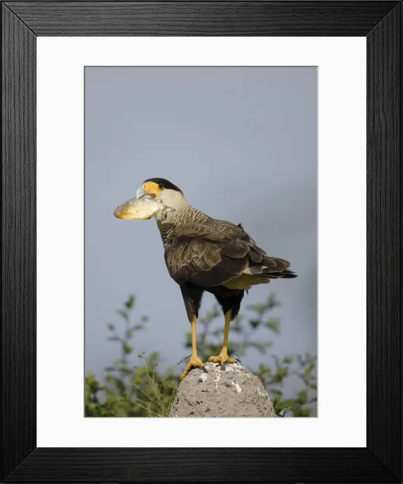 Framed Print : DDE-90038431 Framed Print : DDE-90038431