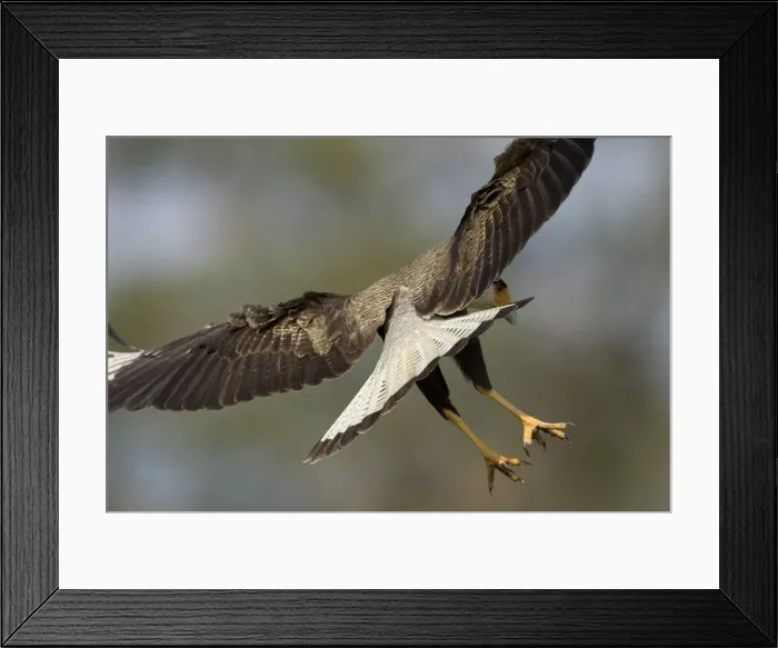 Framed Print : DDE-90038432 Framed Print : DDE-90038432