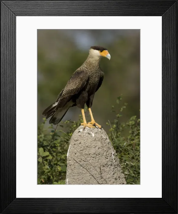 Framed Print : DDE-90038433 Framed Print : DDE-90038433