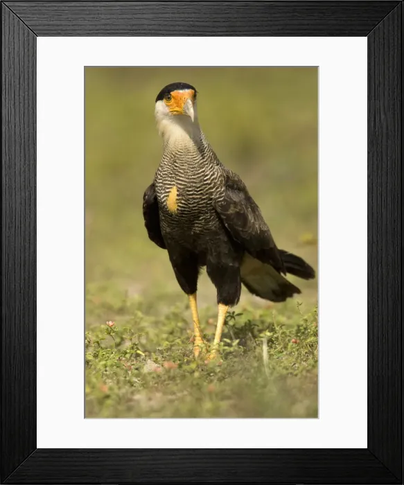 Framed Print : DDE-90038436 Framed Print : DDE-90038436