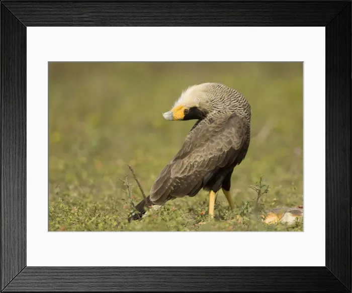 Framed Print : DDE-90038435 Framed Print : DDE-90038435