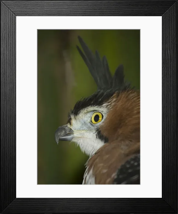 Framed Print : DDE-90038438 Framed Print : DDE-90038438