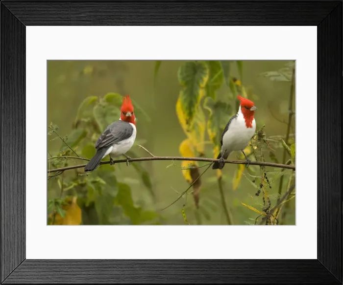 Framed Print : DDE-90038439 Framed Print : DDE-90038439