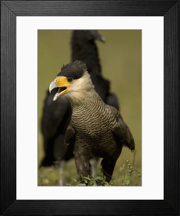 Framed Print : DDE-90038437 Framed Print : DDE-90038437
