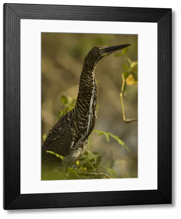Framed Print : DDE-90038440 Framed Print : DDE-90038440