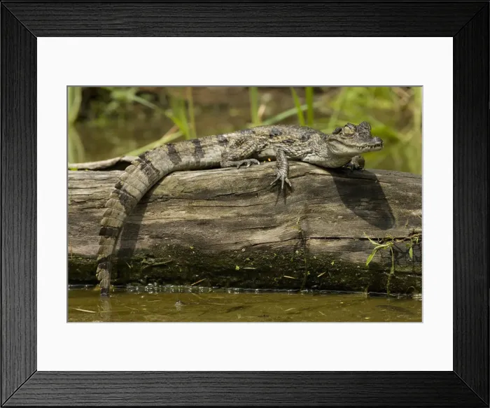 Framed Print : DDE-90038442 Framed Print : DDE-90038442
