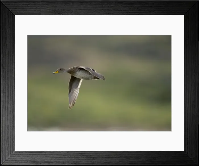 Framed Print : DDE-90038443 Framed Print : DDE-90038443
