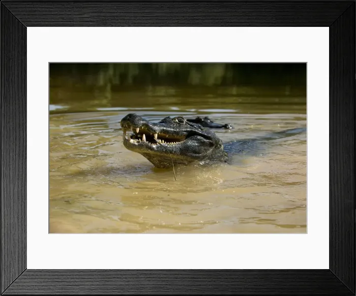 Framed Print : DDE-90038444 Framed Print : DDE-90038444