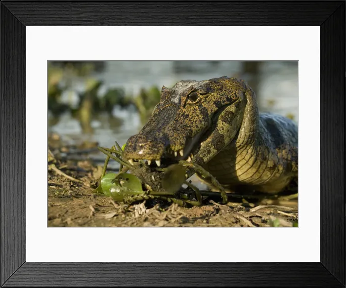 Framed Print : DDE-90038441