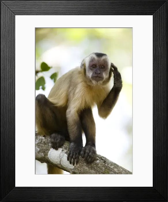 Framed Print : DDE-90038446 Framed Print : DDE-90038446