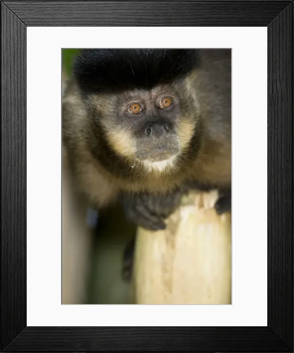Framed Print : DDE-90038447 Framed Print : DDE-90038447