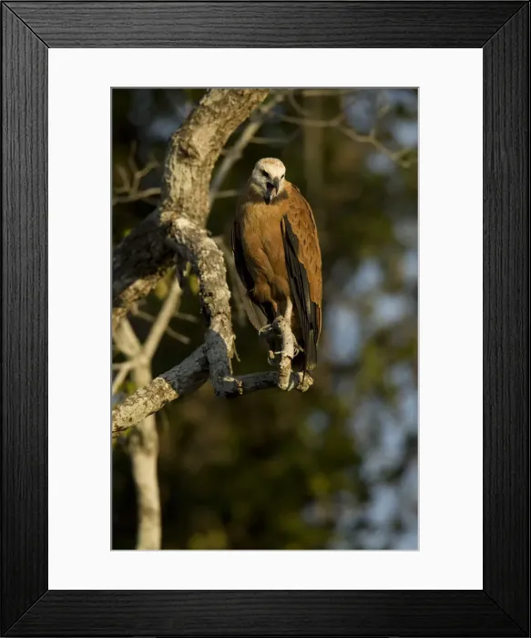 Framed Print : DDE-90038445