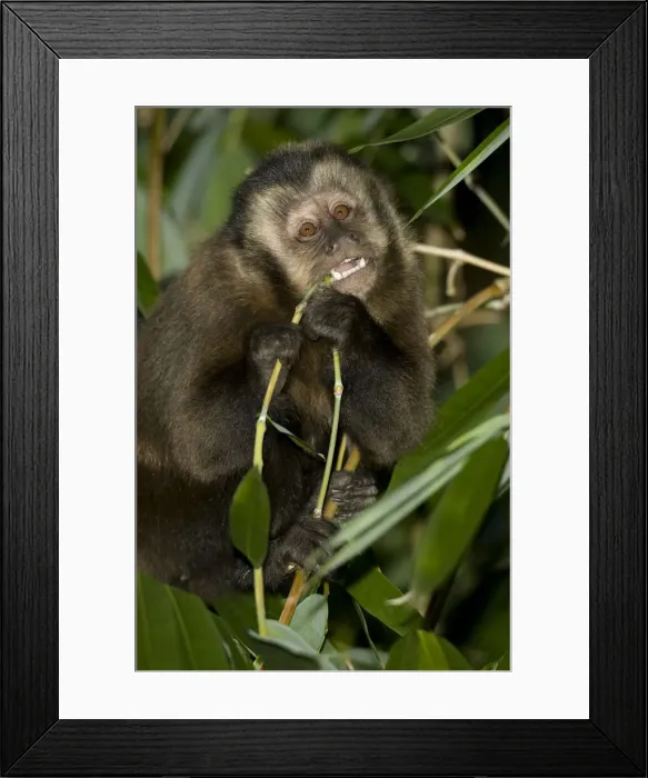 Framed Print : DDE-90038448 Framed Print : DDE-90038448