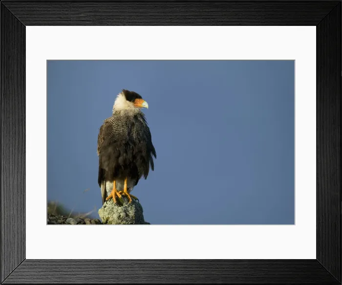 Framed Print : DDE-90038450 Framed Print : DDE-90038450