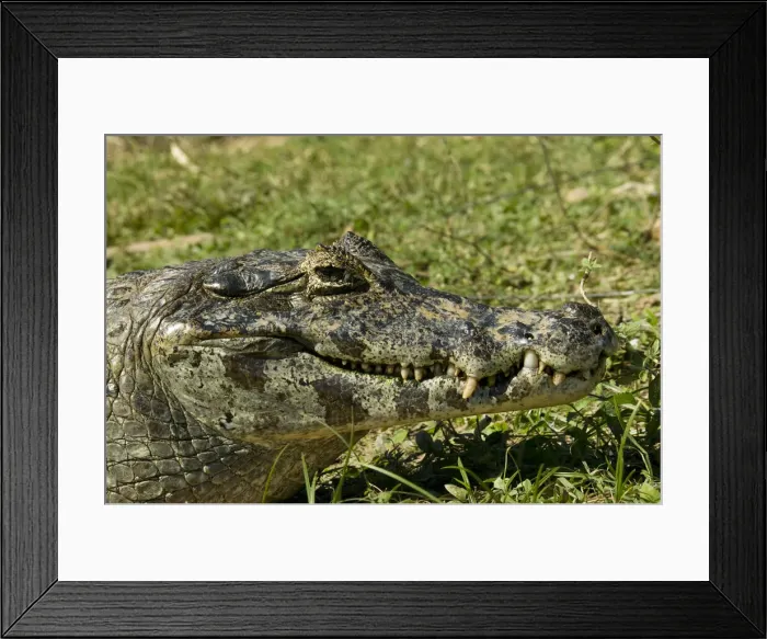 Framed Print : DDE-90038449 Framed Print : DDE-90038449