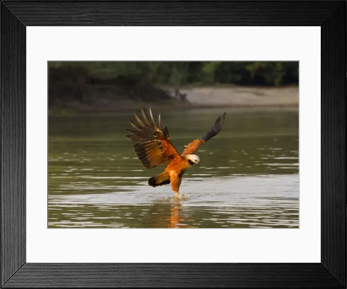 Framed Print : DDE-90038451 Framed Print : DDE-90038451