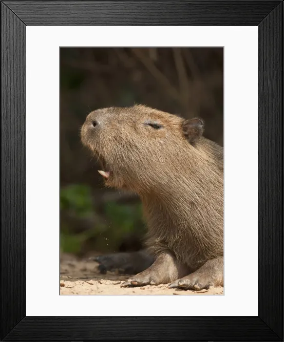 Framed Print : DDE-90038453 Framed Print : DDE-90038453