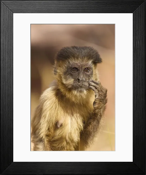 Framed Print : DDE-90038452 Framed Print : DDE-90038452