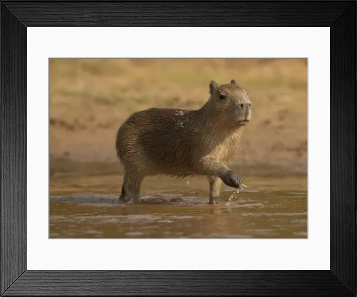 Framed Print : DDE-90038455