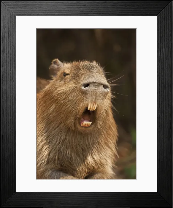 Framed Print : DDE-90038454 Framed Print : DDE-90038454