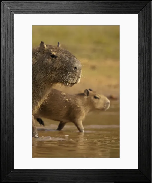 Framed Print : DDE-90038456 Framed Print : DDE-90038456
