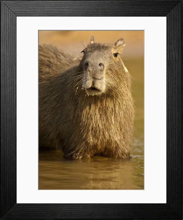 Framed Print : DDE-90038457 Framed Print : DDE-90038457