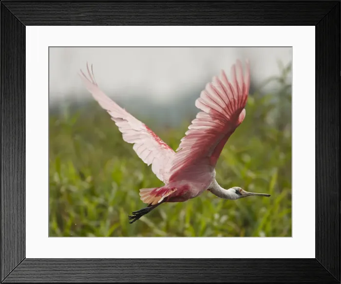 Framed Print : DDE-90038459 Framed Print : DDE-90038459