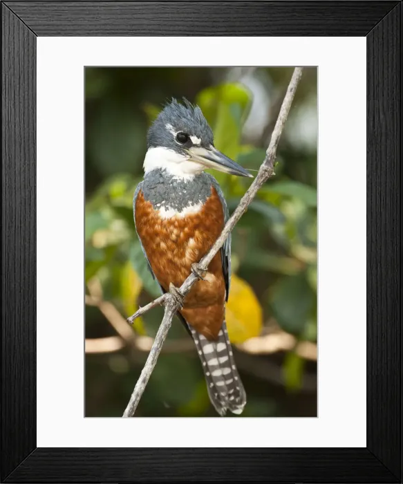 Framed Print : DDE-90038458 Framed Print : DDE-90038458