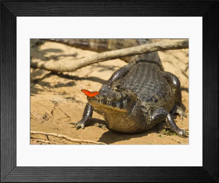 Framed Print : DDE-90038461 Framed Print : DDE-90038461