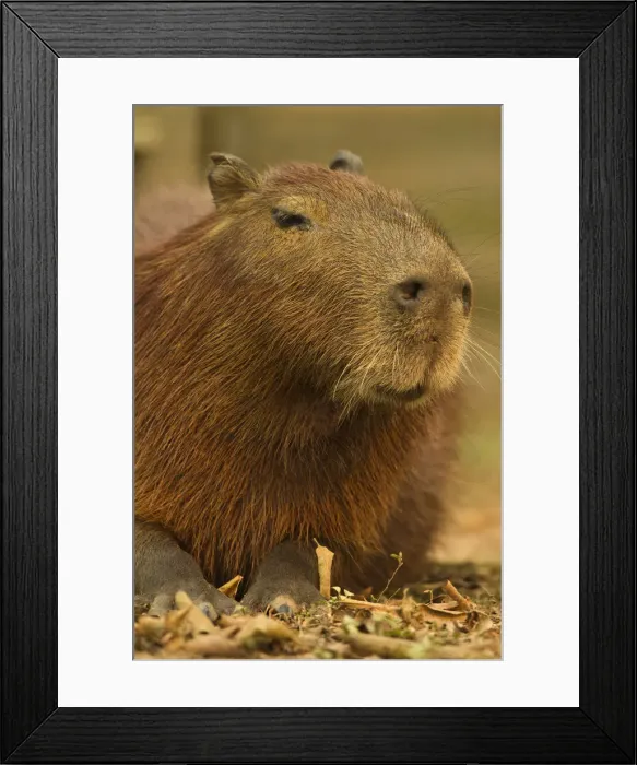 Framed Print : DDE-90038460 Framed Print : DDE-90038460
