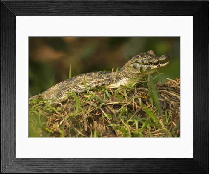 Framed Print : DDE-90038462 Framed Print : DDE-90038462