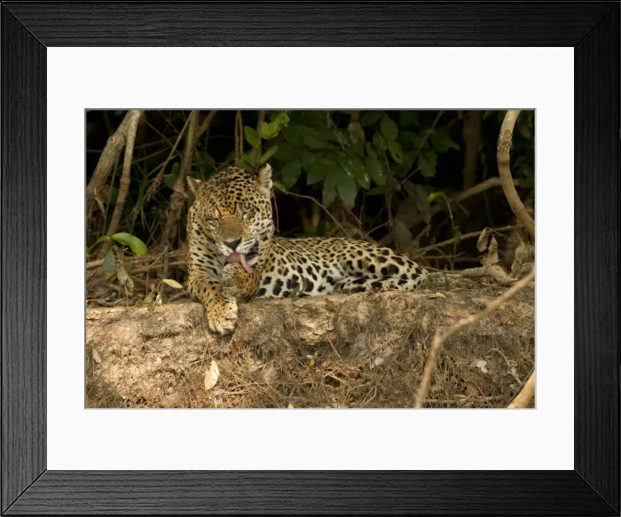 Framed Print : DDE-90038463 Framed Print : DDE-90038463