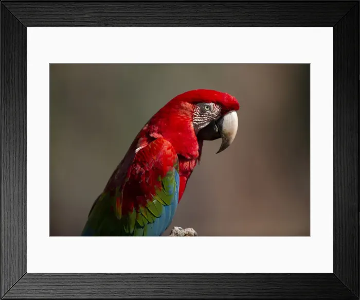 Framed Print : DDE-90038465 Framed Print : DDE-90038465