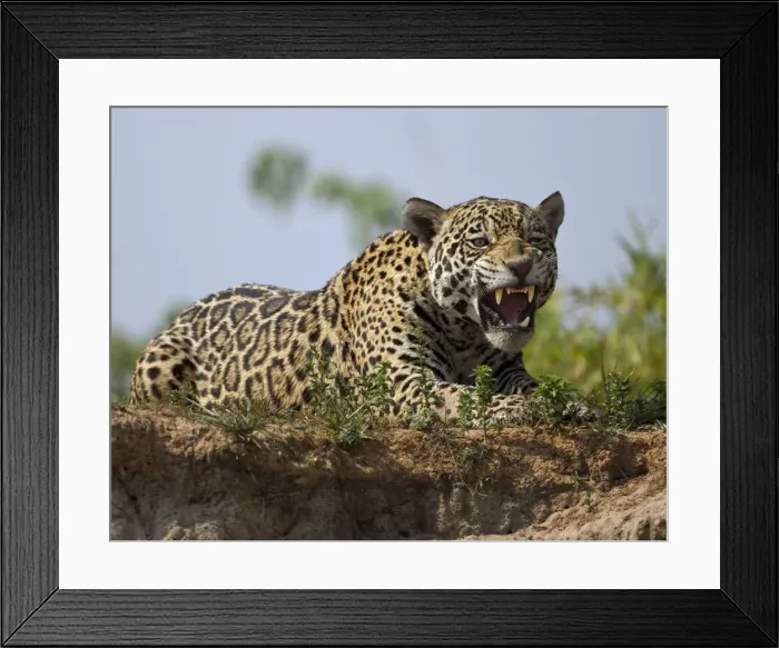 Framed Print : DDE-90038464 Framed Print : DDE-90038464