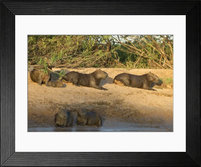 Framed Print : DDE-90038467