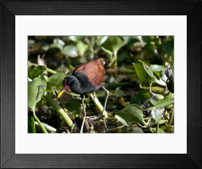 Framed Print : DDE-90038468 Framed Print : DDE-90038468