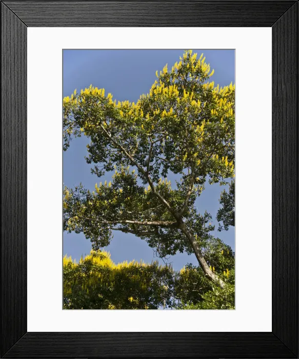 Framed Print : DDE-90038469 Framed Print : DDE-90038469