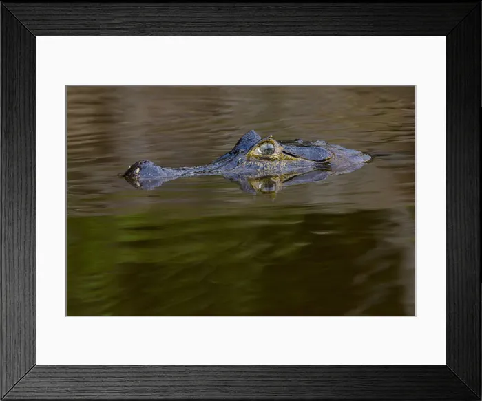 Framed Print : DDE-90038471 Framed Print : DDE-90038471