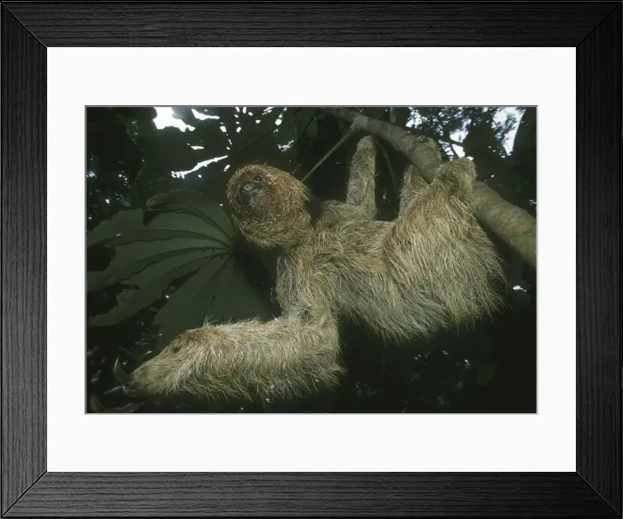 Framed Print : DDE-90038472 Framed Print : DDE-90038472