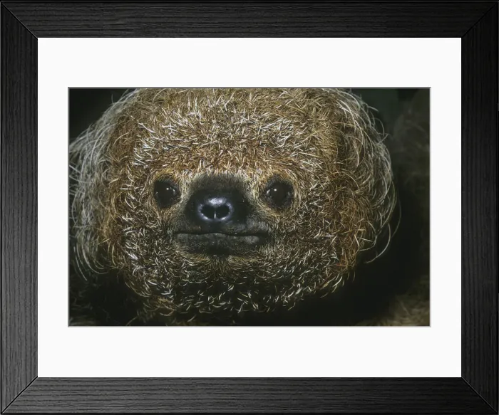 Framed Print : DDE-90038474 Framed Print : DDE-90038474