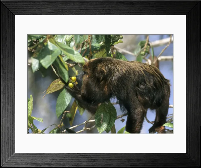 Framed Print : DDE-90038476 Framed Print : DDE-90038476