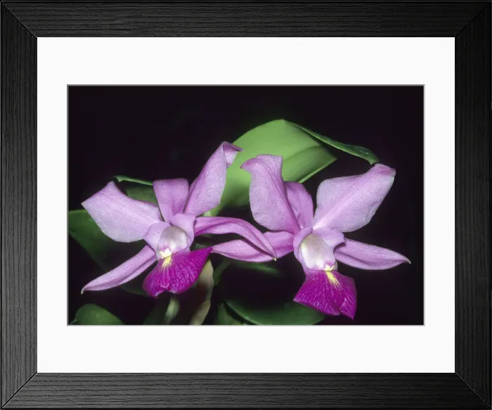 Framed Print : DDE-90038479 Framed Print : DDE-90038479