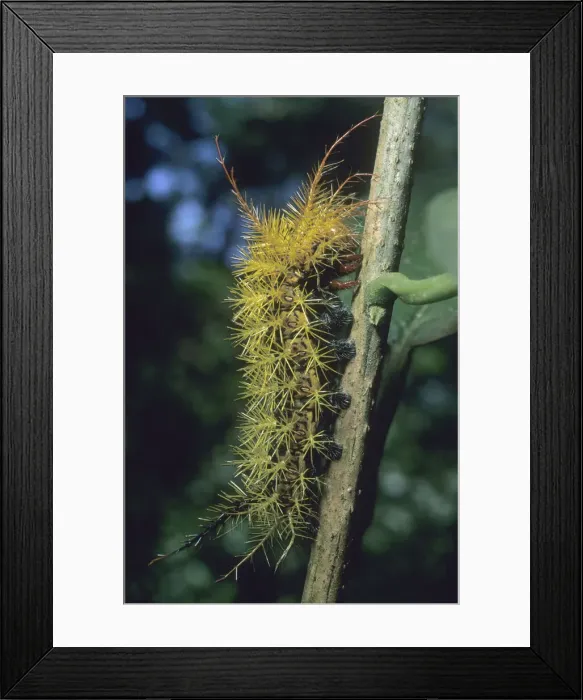 Framed Print : DDE-90038480 Framed Print : DDE-90038480