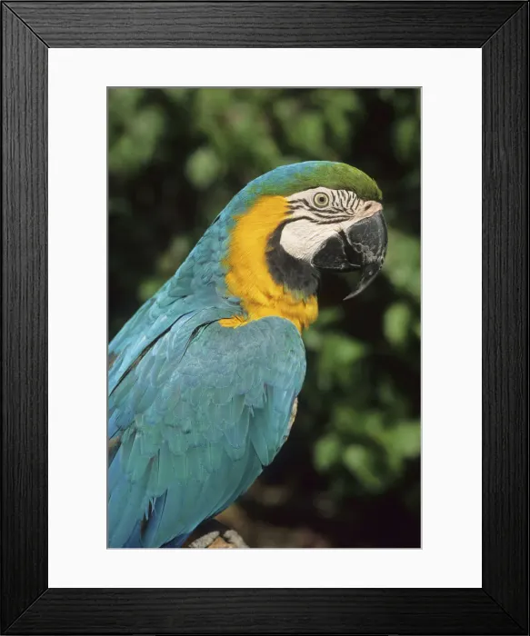 Framed Print : DDE-90038478 Framed Print : DDE-90038478