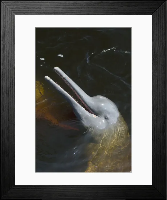 Framed Print : DDE-90038481 Framed Print : DDE-90038481