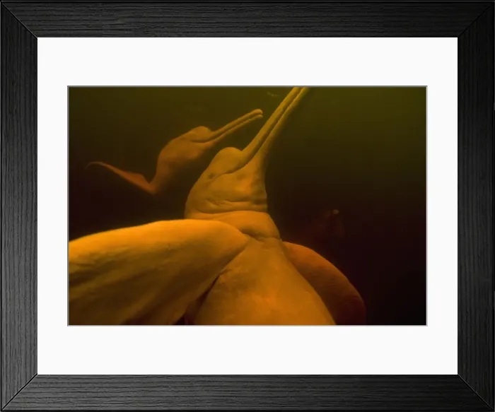 Framed Print : DDE-90038482 Framed Print : DDE-90038482