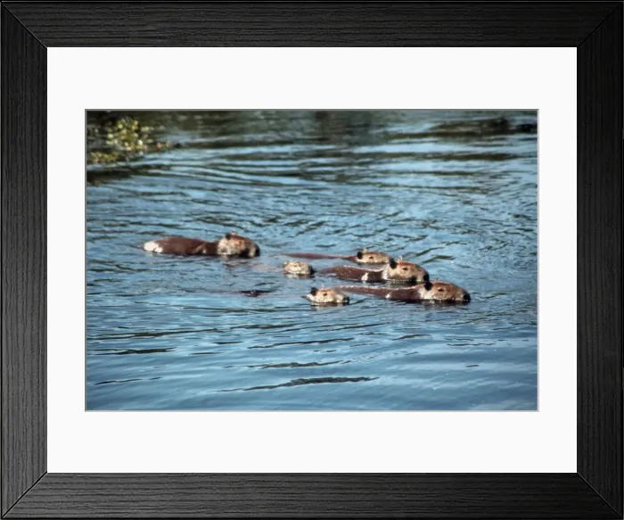 Framed Print : DDE-90038483 Framed Print : DDE-90038483